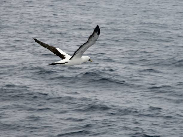istock Petrel hunting at sea 1460701781