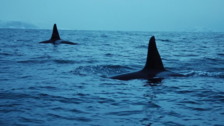 Orca surfacing near boat, in the cold dark ocean, with snowy mountain fjords and extreme terrain in background