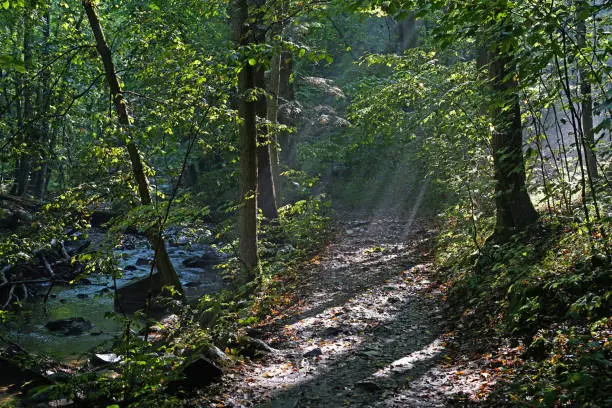 Pure nature around river in green forest natural reserve, sun rays beams through leaves, Krivoklat, Czech Republic