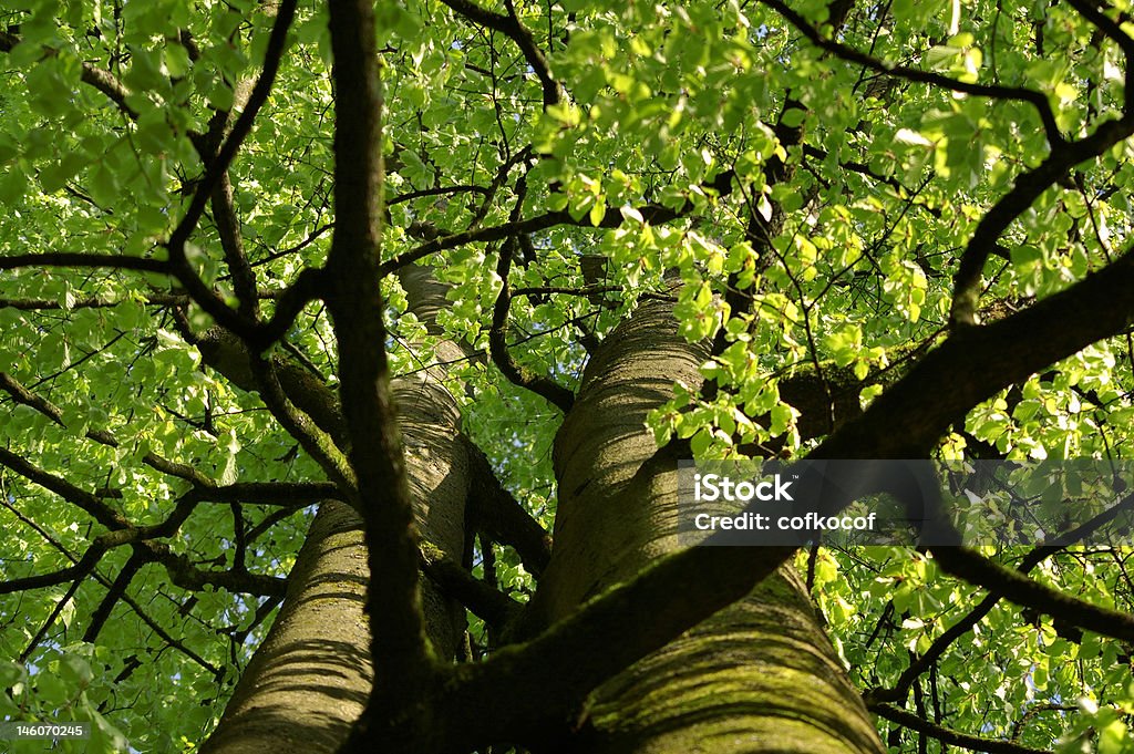 Green tree - Foto de stock de Alto - Descrição Geral royalty-free