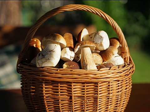 Creel full of edible penny bun mushrooms (boletus), popular autumn mushroom hunting and picking concept