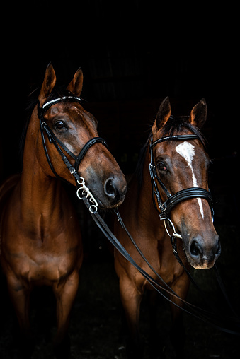 a portrait of two racehorses on a black background