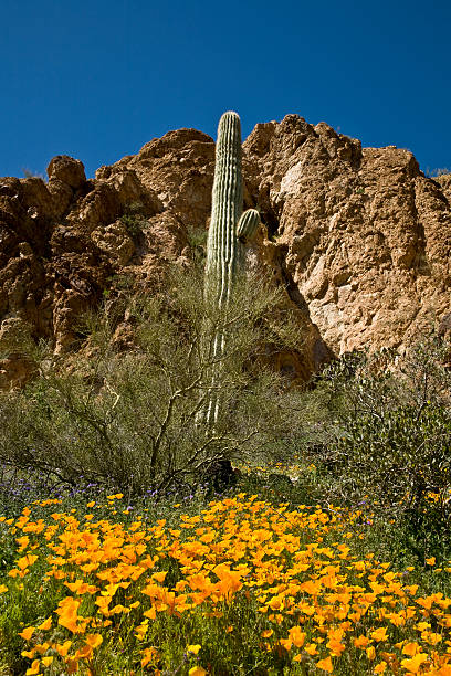 istock Desert Cactus, flowers and Mountains 146070342