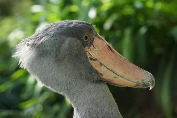 Photo of Shoebill (Balaeniceps rex) ancient african bird with whale head close-up view