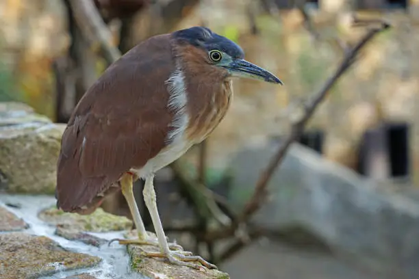 Photo of Nankeen night heron (Nycticorax caledonicus) australian bird close-up view