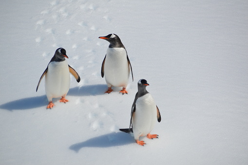 Group of 3 Gentoo Penguins standing on ice in Antarctica, location of the shot is Wilhelmina Bay