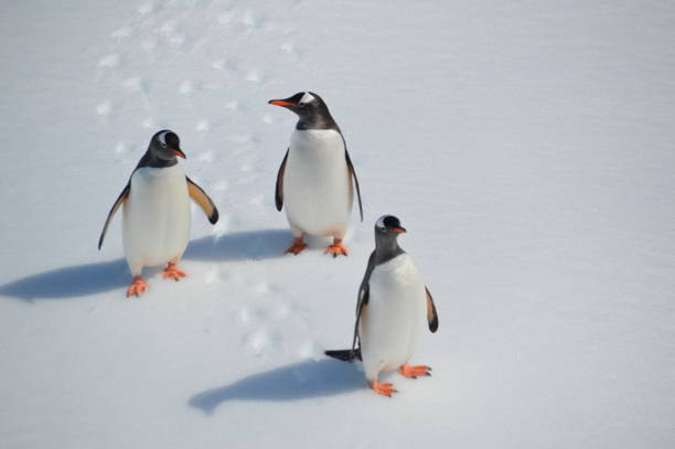 pingwiny gentoo na lodzie - gentoo penguin zdjęcia i obrazy z banku zdjęć