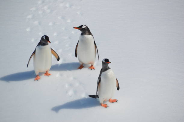 gentoo penguins on ice - bird black penguin gentoo penguin imagens e fotografias de stock