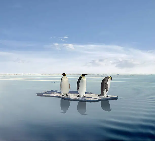 The last penguin survivers.