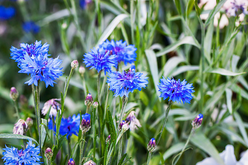 Wild blue Cornflower flowers on summer meadow. Wild pink flowers, honeybearing,ornamental and medicinal plant