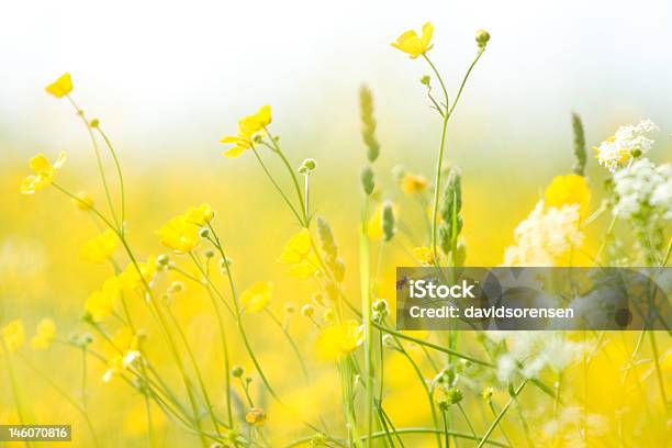 Joyful Fields Of Life Stock Photo - Download Image Now - Agricultural Field, Beauty In Nature, Blossom