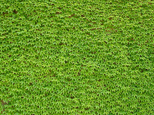 istock Green ivy in Italy 146070851