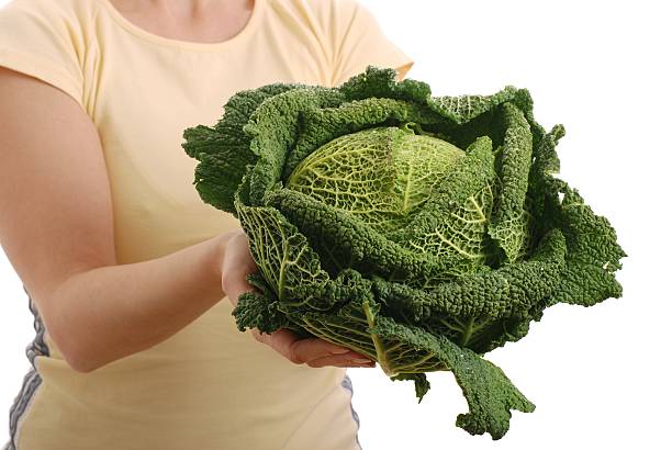 istock Woman_offering savoy cabbage - isolated 146070925