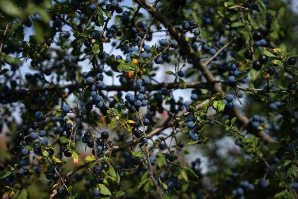 istock Wild ripe blackthorn (Prunus spinosafruit) ready for harvesting, alternative fruit products concept 1460710086
