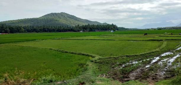 istock Green farm land in india 1460710333