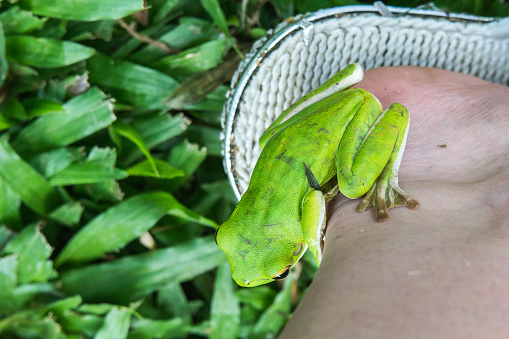 a green tree frog clinging to a persons heel