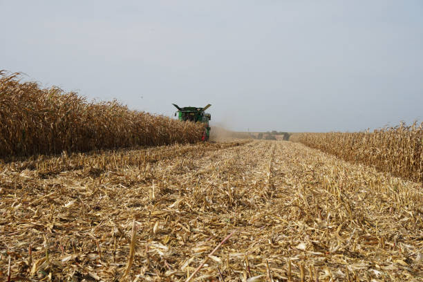 istock Combine harvester harvesting large corn field, agriculture concept 1460710451