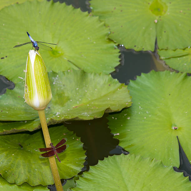 istock Leaves, Bud and Dragonflies 146071065