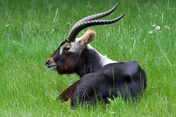 Onorevole Grays waterbuck - foto stock