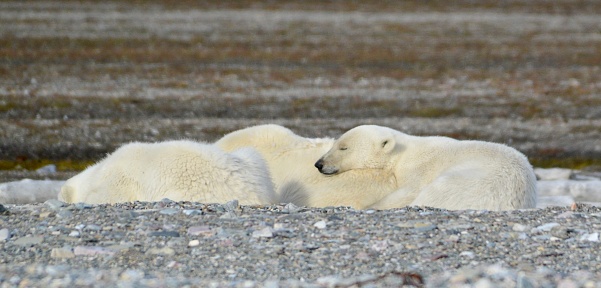 Two polar bears on a small ice floe surrounded by water and ice. Mother and two years old cub. Symbolic for climate situation in the arctic. Copy- space.
