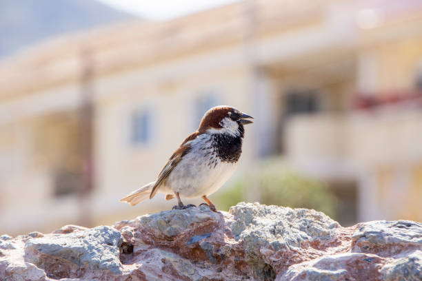 A male home sparrow standing on a rock with its beak open