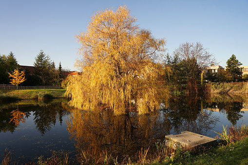 Yellow willow tree mirroring in pond in Bohemian village, autumn concept