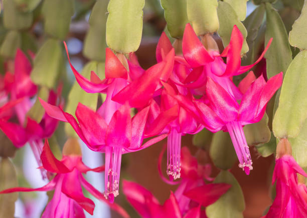 istock Brighten Your Holidays: Red Christmas Cactus in Full Bloom 1460714437