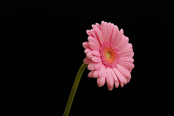 posa gerbera rosa elettrico - perfection gerbera daisy single flower flower foto e immagini stock