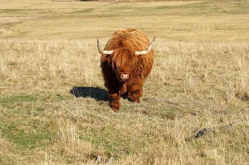 Famous highland cattle, Scottish breed of rustic cattle with long horns on grassland, single animal