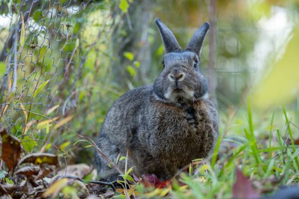 istock Closeup of a black rabbit in a garden 1460715809