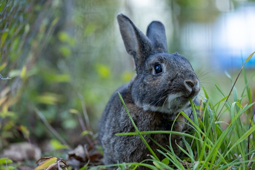 A closeup of a black rabbit in a garden