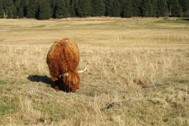 Highland cattle, Scottish breed of rustic cattle with long horns, Jizera Mountains, Czech Republic