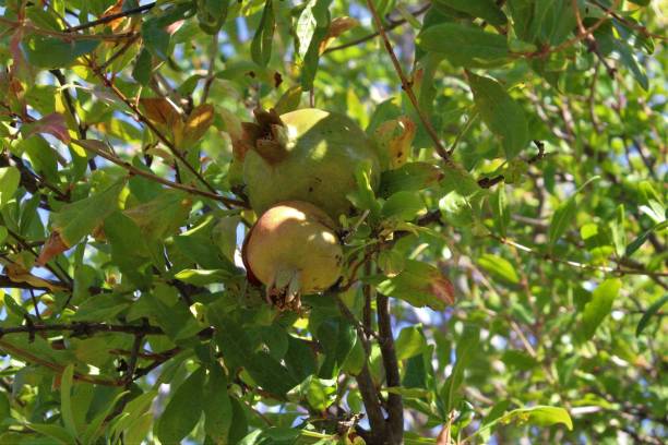 istock Vertical image shot of ripe pomegranate growing on a tree 1460715893
