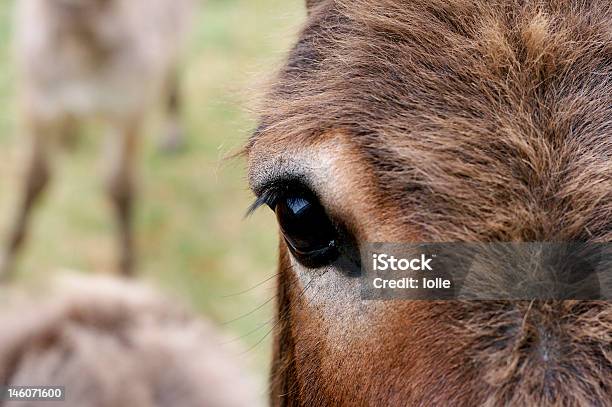 Photo libre de droit de Âne Sauvage Yeux banque d'images et plus d'images libres de droit de Animaux à l'état sauvage - Animaux à l'état sauvage, Beige, Couleur noire