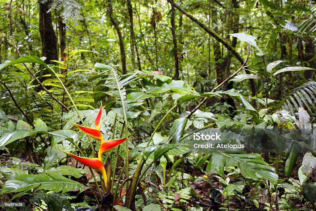 Héliconia fleurs dans la forêt tropicale - Photo de Équateur libre de droits
