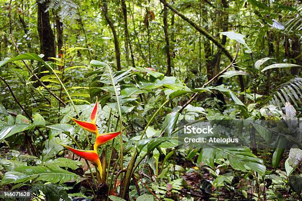 Eliconia Fiorito Nella Foresta Pluviale Tropicale - Fotografie stock e altre immagini di Ecuador - Ecuador, Foresta pluviale, Albero