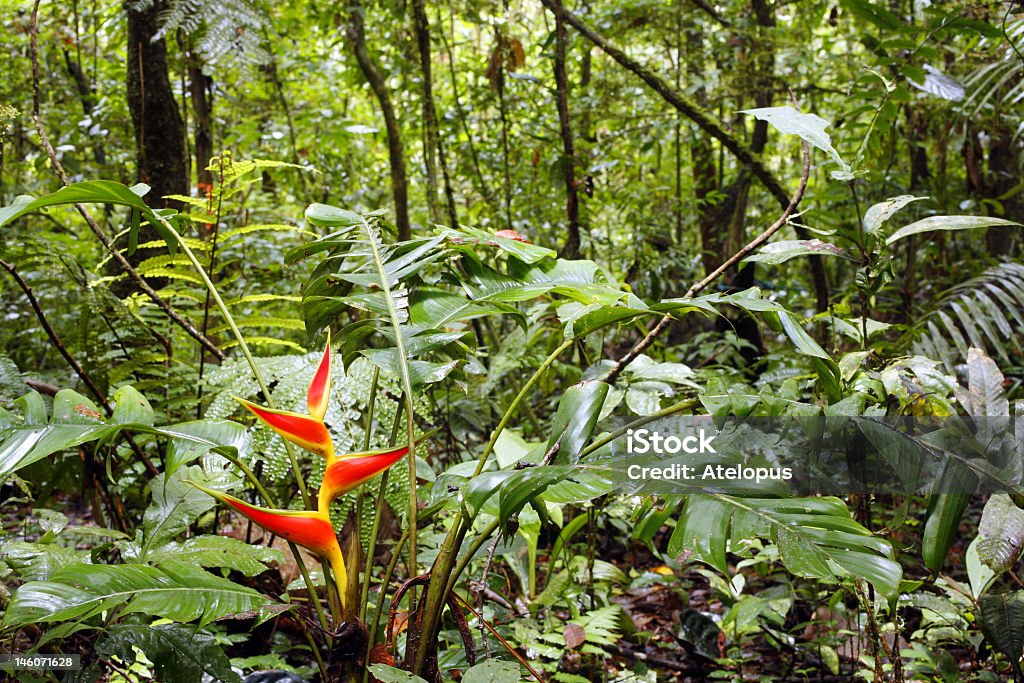 Helikonia flowering na Wilgotny las równikowy - Zbiór zdjęć royalty-free (Ekwador)