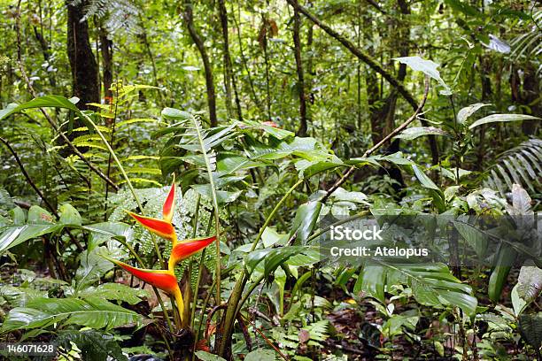 Helikonia Flowering Na Wilgotny Las Równikowy - zdjęcia stockowe i więcej obrazów Ekwador - Ekwador, Las deszczowy, Amazoński las deszczowy