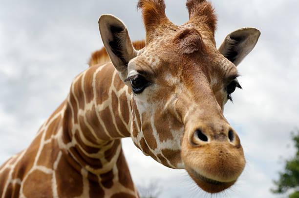 istock Wild giraffe stretching head out against cloudy background 146071644