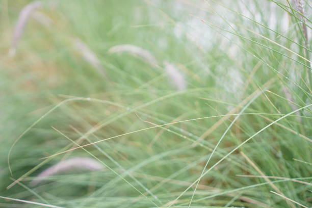 istock Blurred or defocused ornamental grass in the garden 1460716493