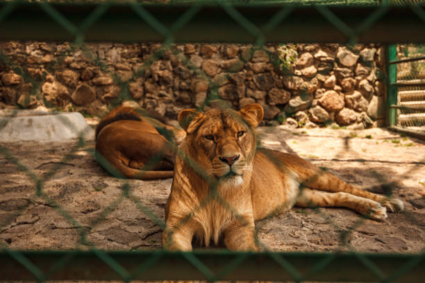 istock Lion lying on the ground in the cage at the zoo 1460716607