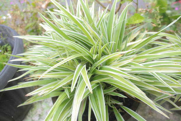 istock Chlorophytum Plant photo 1460716649
