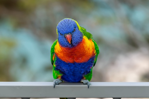 A closeup of a beautiful Rainbow lorikeet parrot against a blurry background