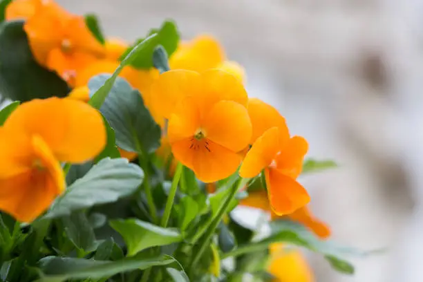 A shallow focus shot of a cute, beautiful yellow Aegean Wallflower