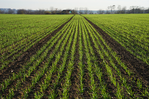 Long rows of young sprouts of grass on field, spring agriculture concept