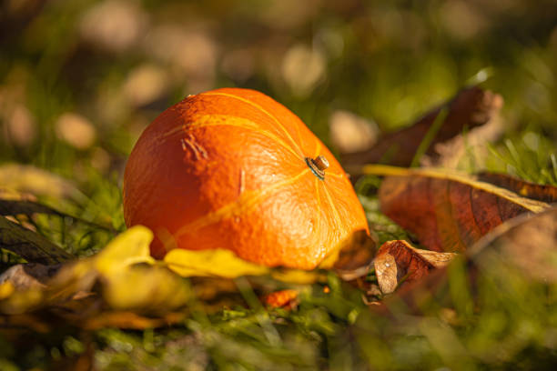 北海道の草の上に横たわる滑らかな皮のカボチャの接写 - squash pumpkin orange japanese fall foliage ストックフォトと画像