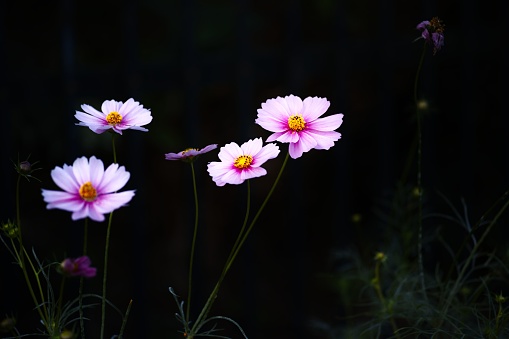 A closeup shot of blooming pink cosmos flowers in a garden