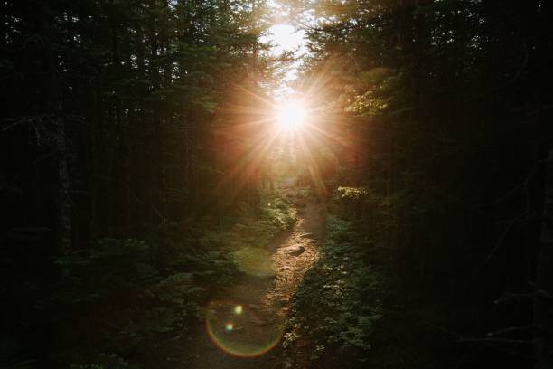 istock View of the sunset light in the green forest. 1460718688
