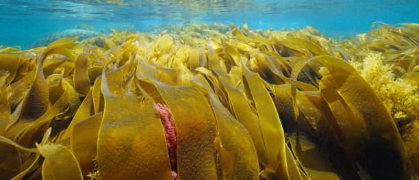 istock Kelp blades seaweed foliage underwater Atlantic ocean 1460718777