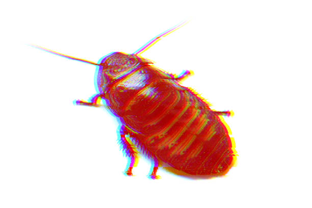 글리치 효과가있는 거대한 마다가스카르 치찰음 바퀴벌레 - cockroach hissing ugliness insect 뉴스 사진 이미지